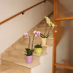 Apartmán Topic Baška Voda